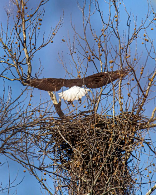Bald Eagle