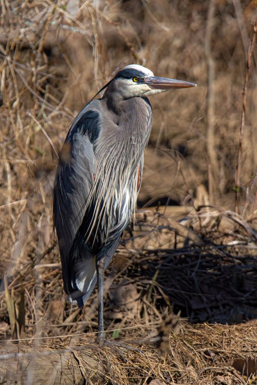 Great Blue Heron