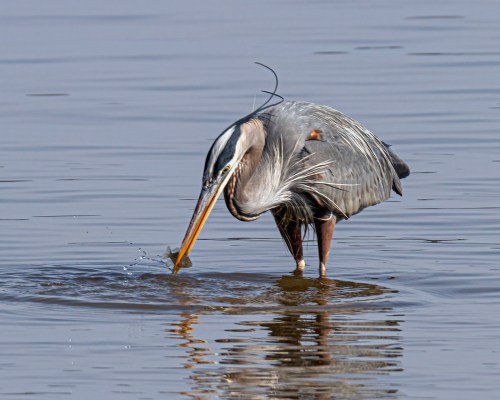 Great Blue Heron