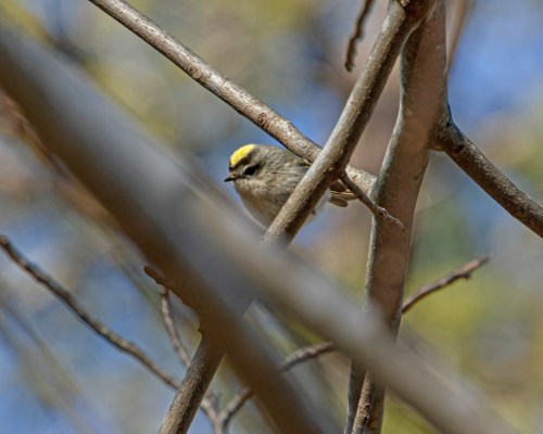 Golden-crowned Kinglet