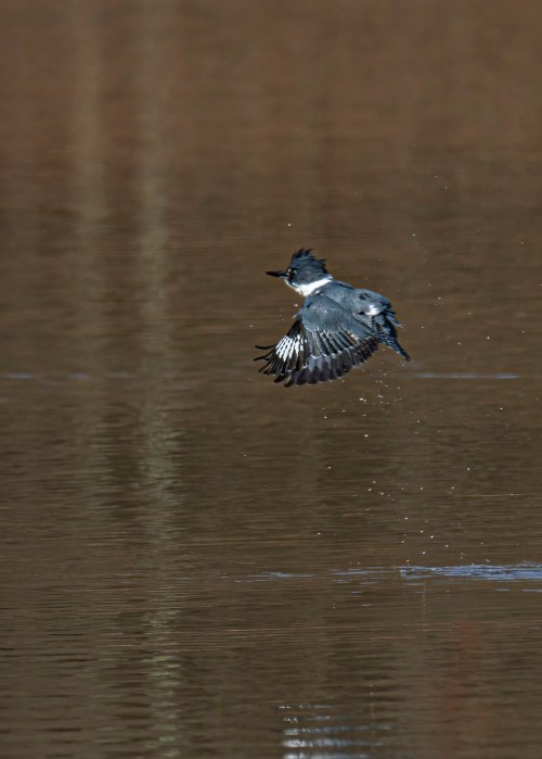 Belted Kingfisher