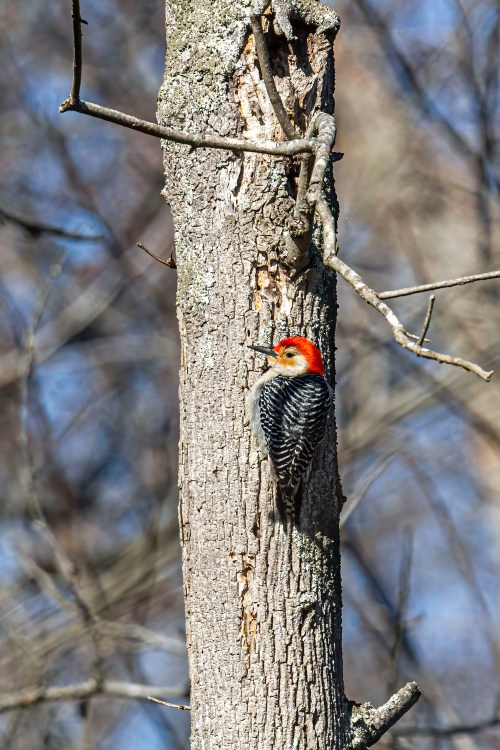 Red-bellied Woodpecker