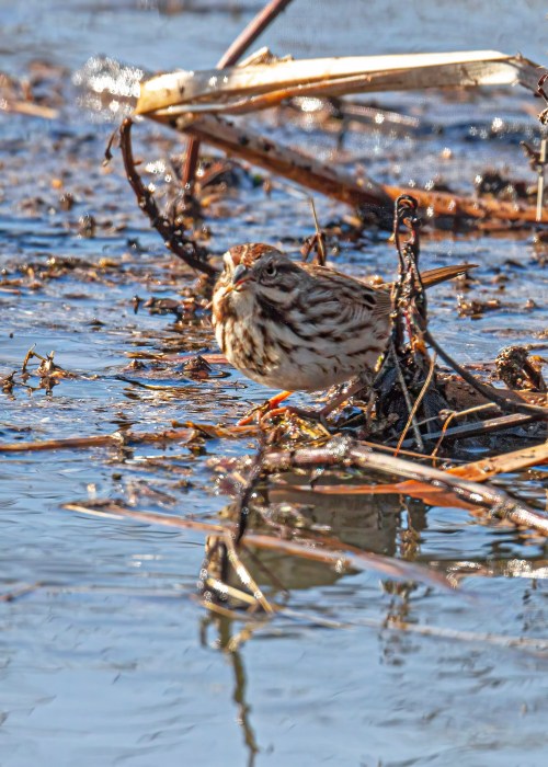 Song Sparrow