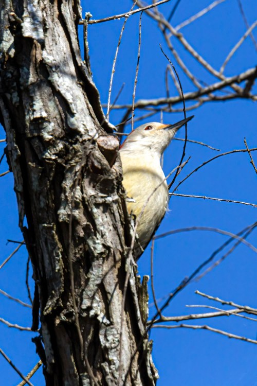 Red-bellied Woodpecker