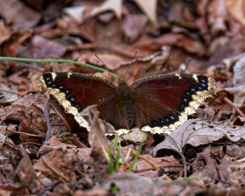 Mourning Cloak