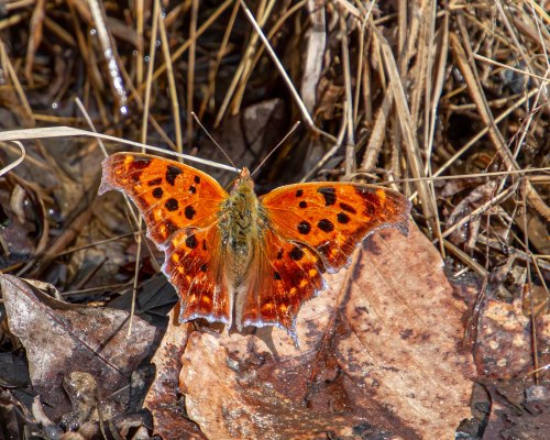 Question Mark butterfly