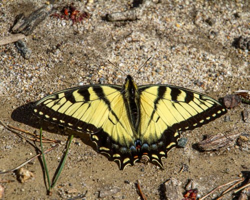Eastern Tiger Swallowtail