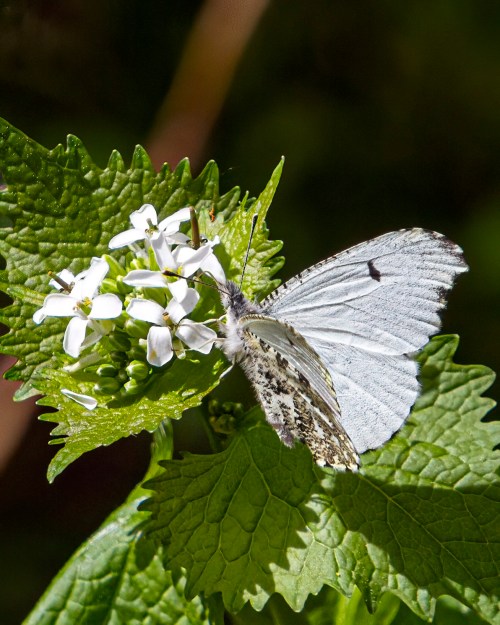 Falcate Orangetip
