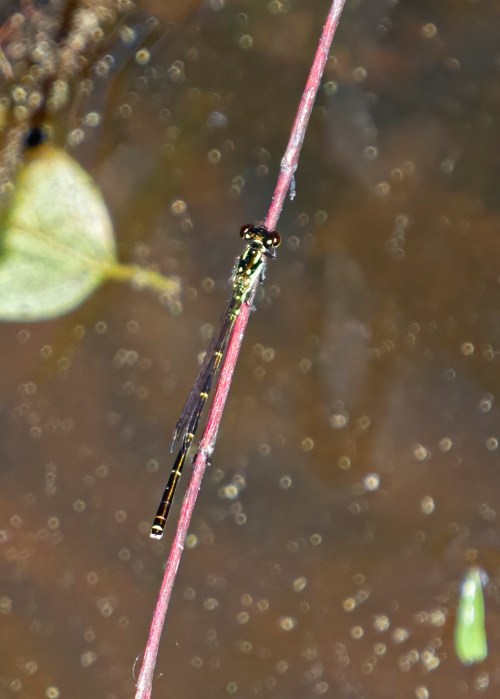 Fragile Forktail