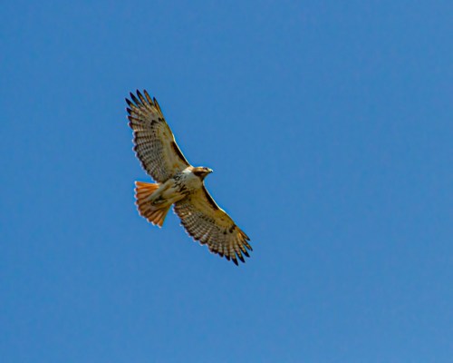 Red-tailed Hawk