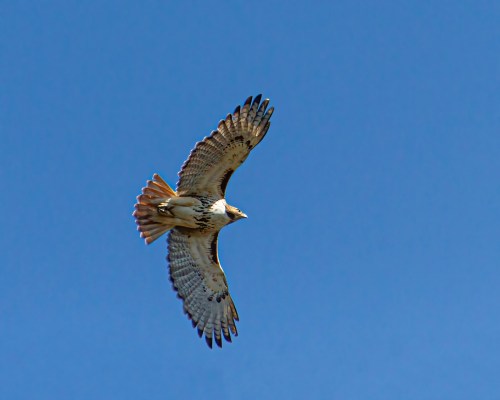 Red-tailed Hawk