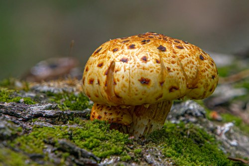 mushroom
