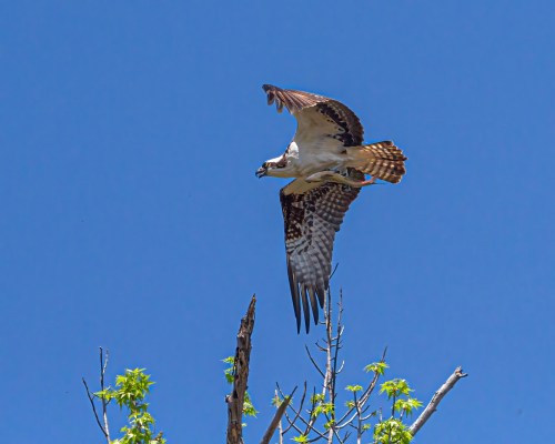 osprey