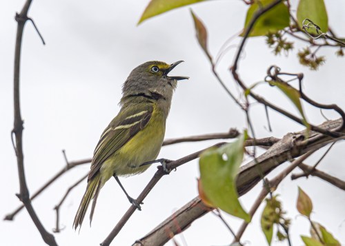 White-eyed Vireo
