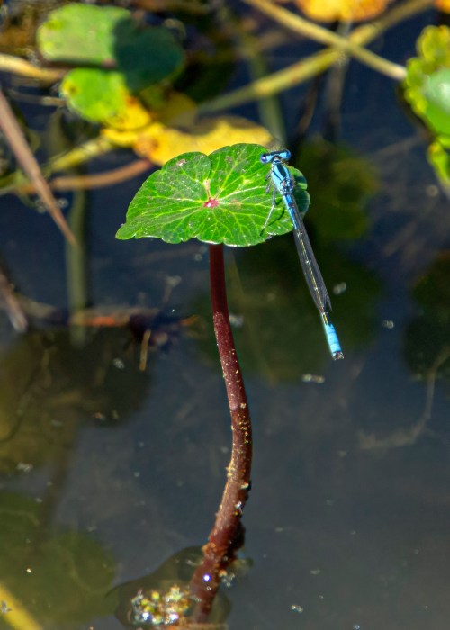 Azure Bluet