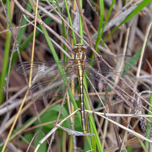 Lancet Clubtail