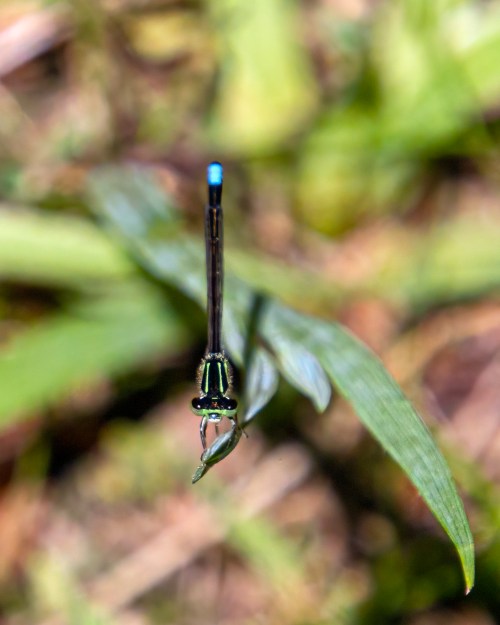 Eastern Forktail