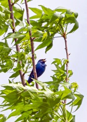 Indigo Bunting