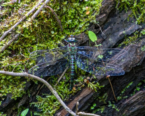 Swamp Darner