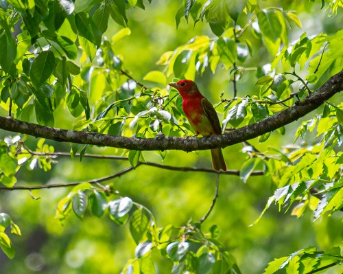Summer Tanager