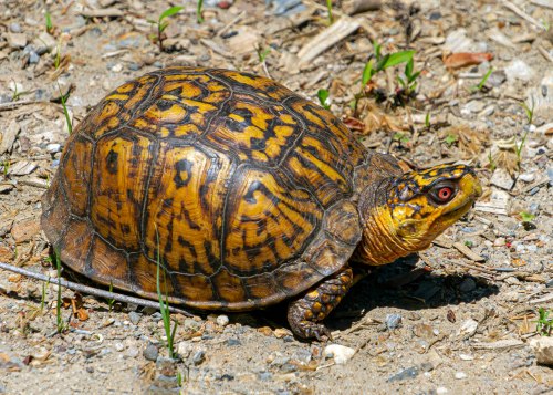 Woodland Box Turtle