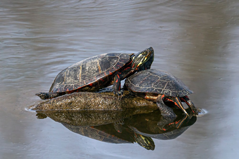Snuggling turtles | Mike Powell