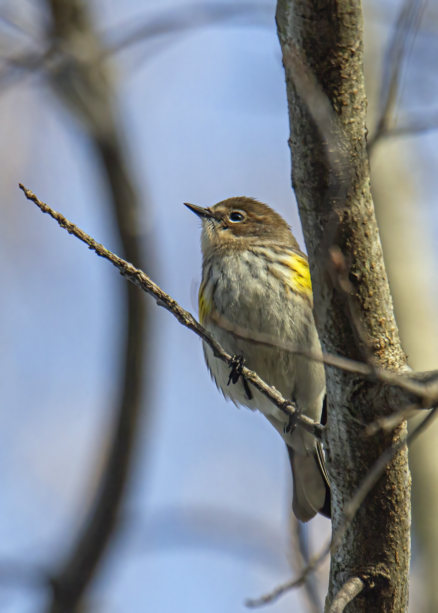 Yellow-rumped Warbler