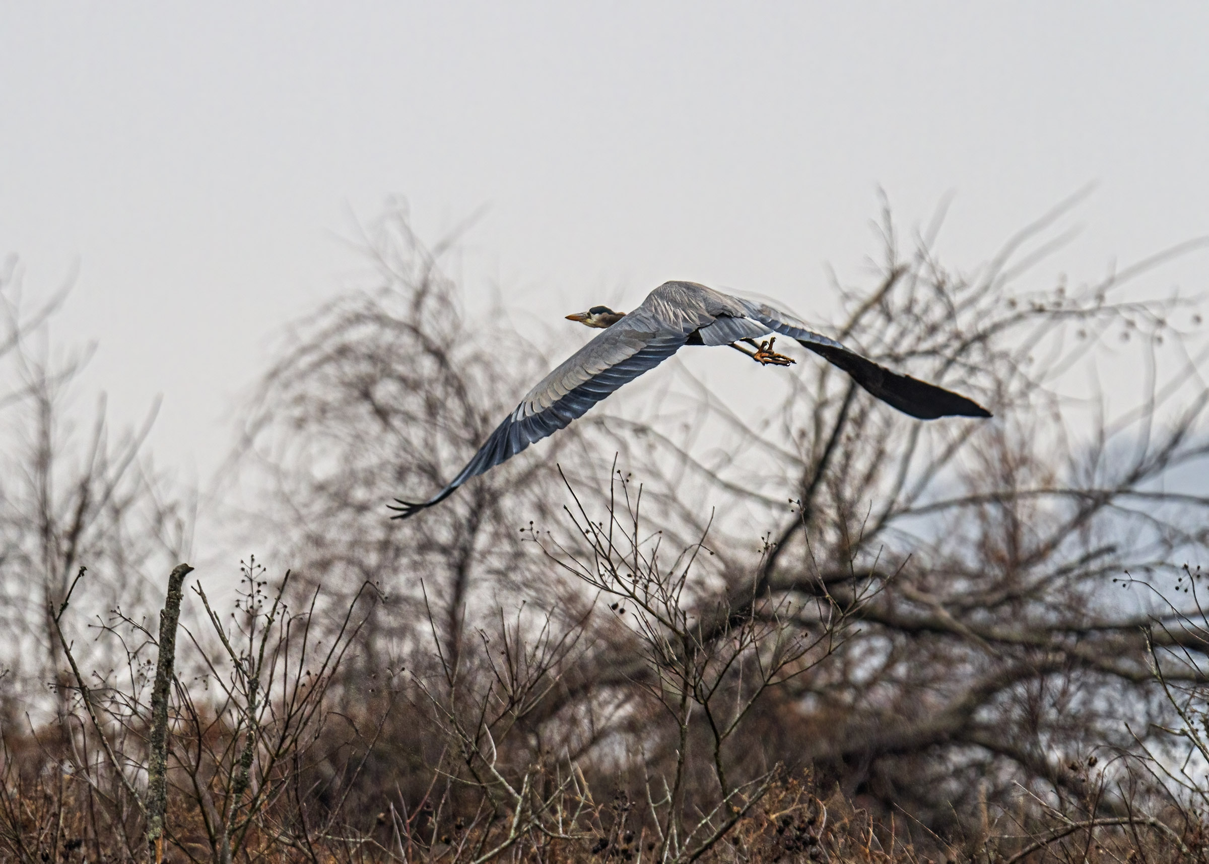 Great Blue Heron