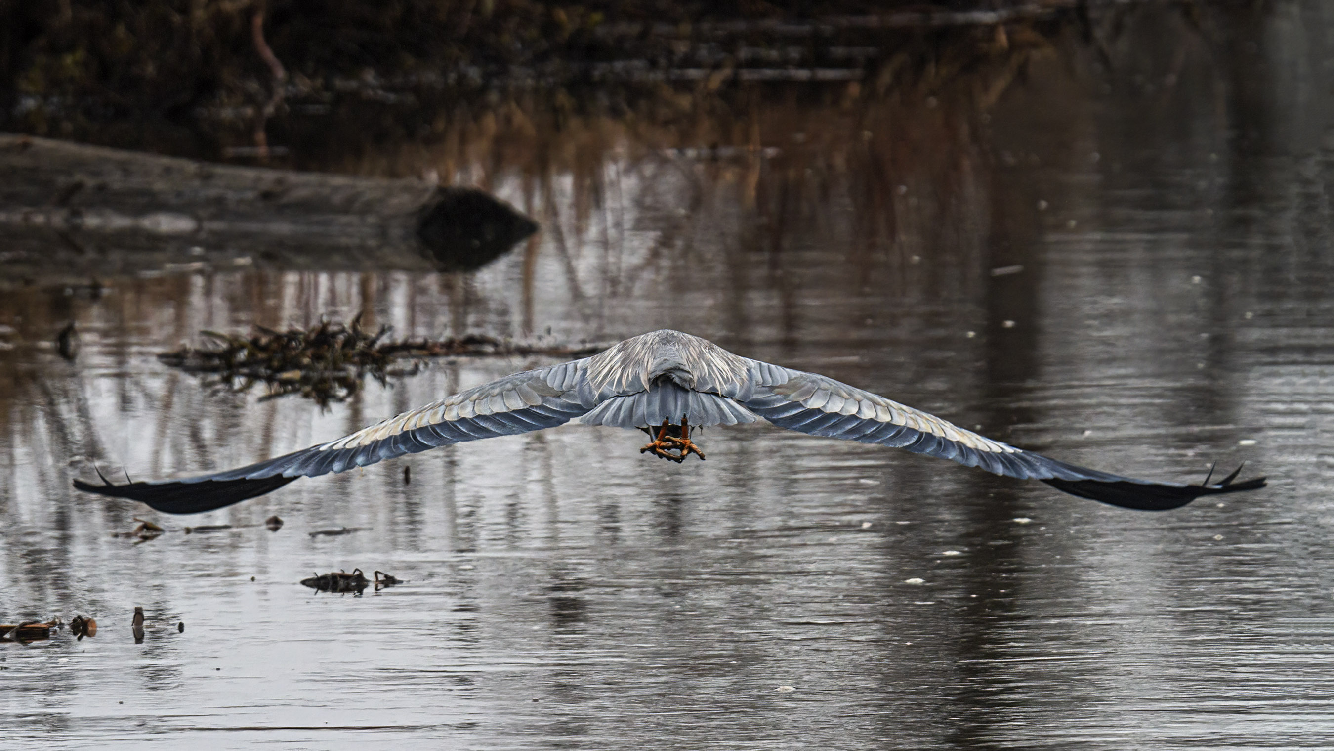 Great Blue Heron