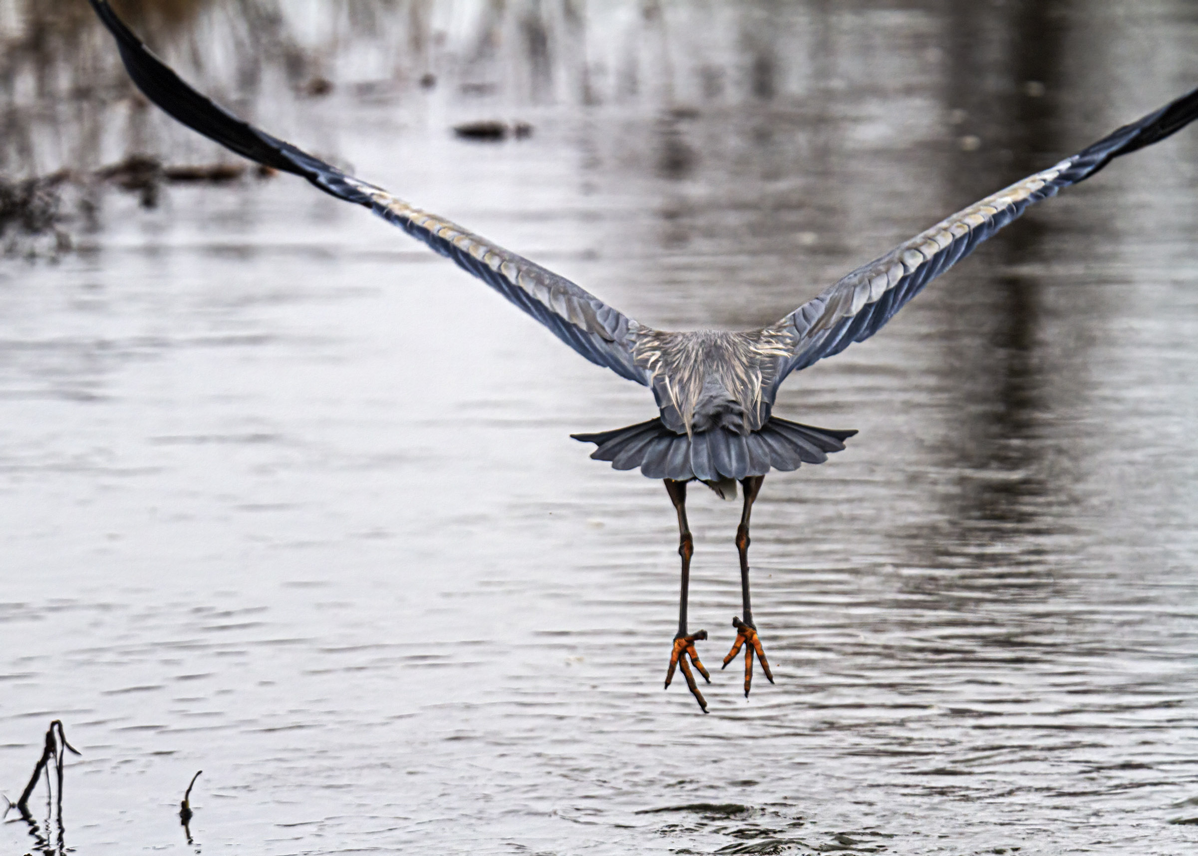Great Blue Heron