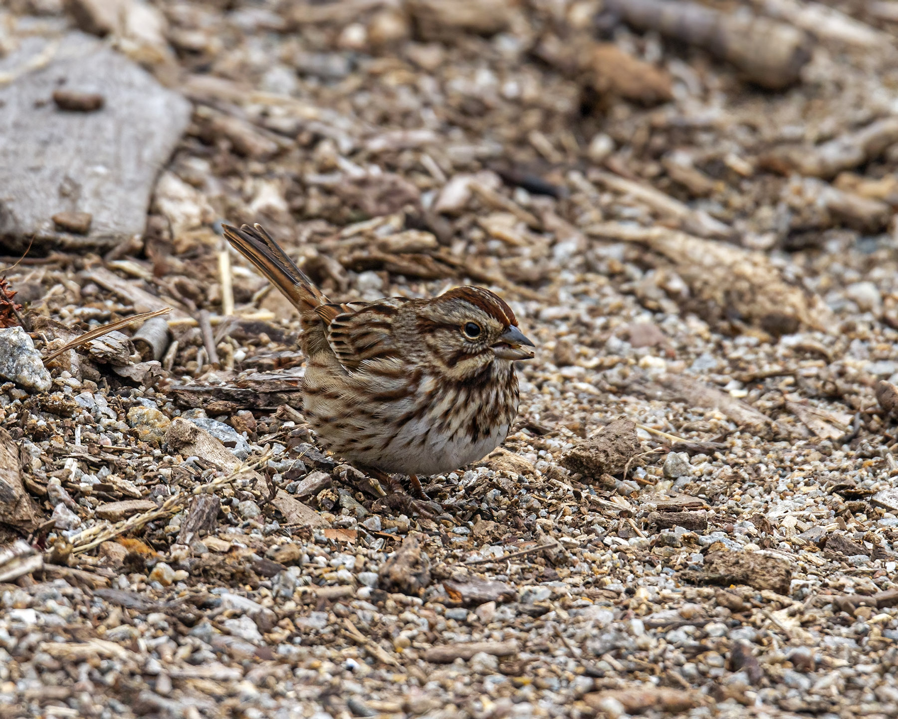 Song Sparrow