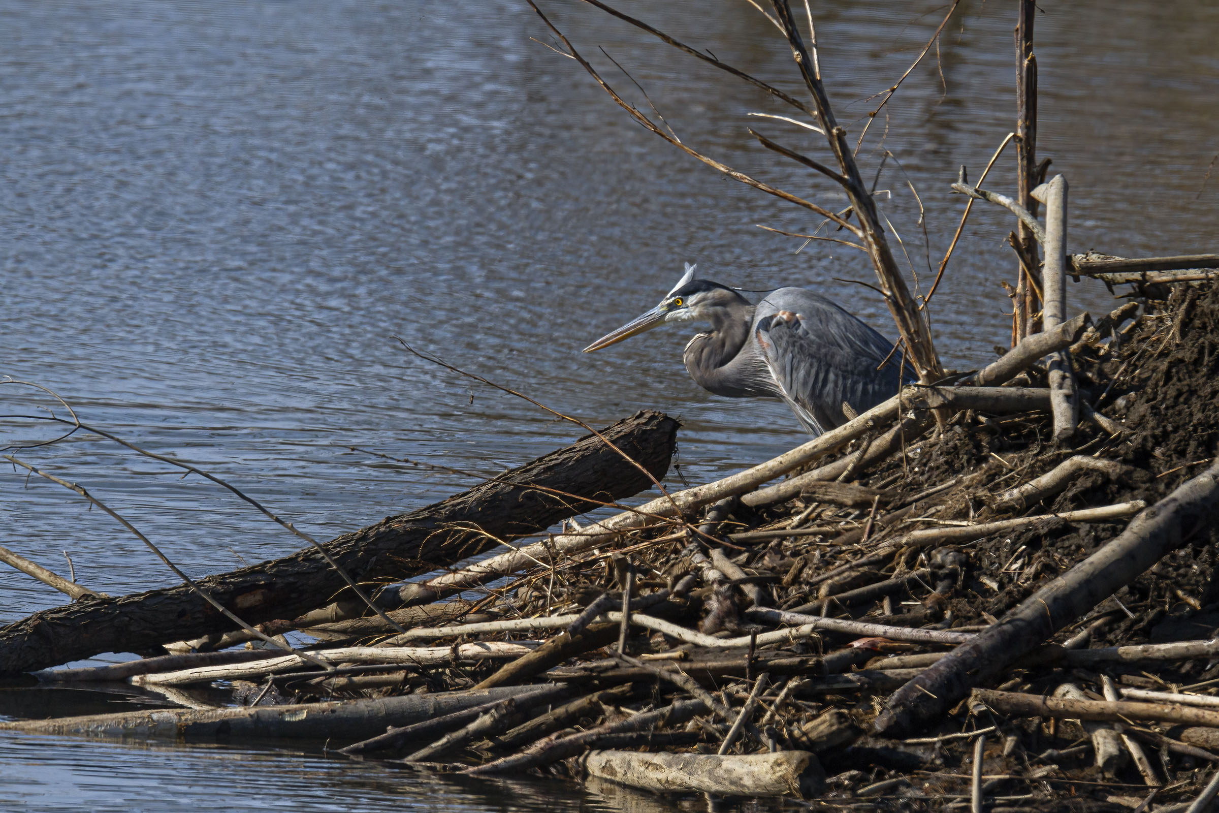 Great Blue Heron