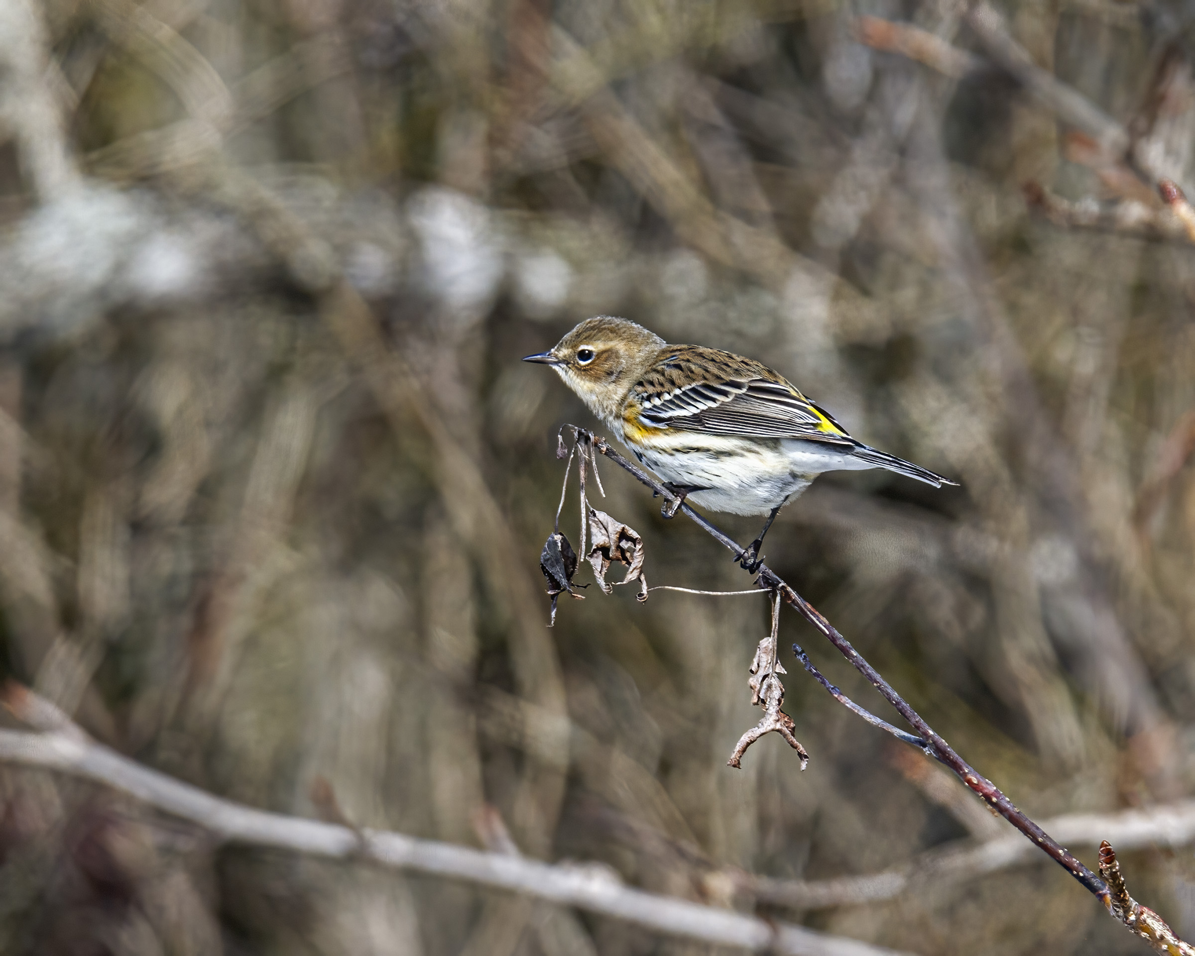 Yellow-rumped Warbler