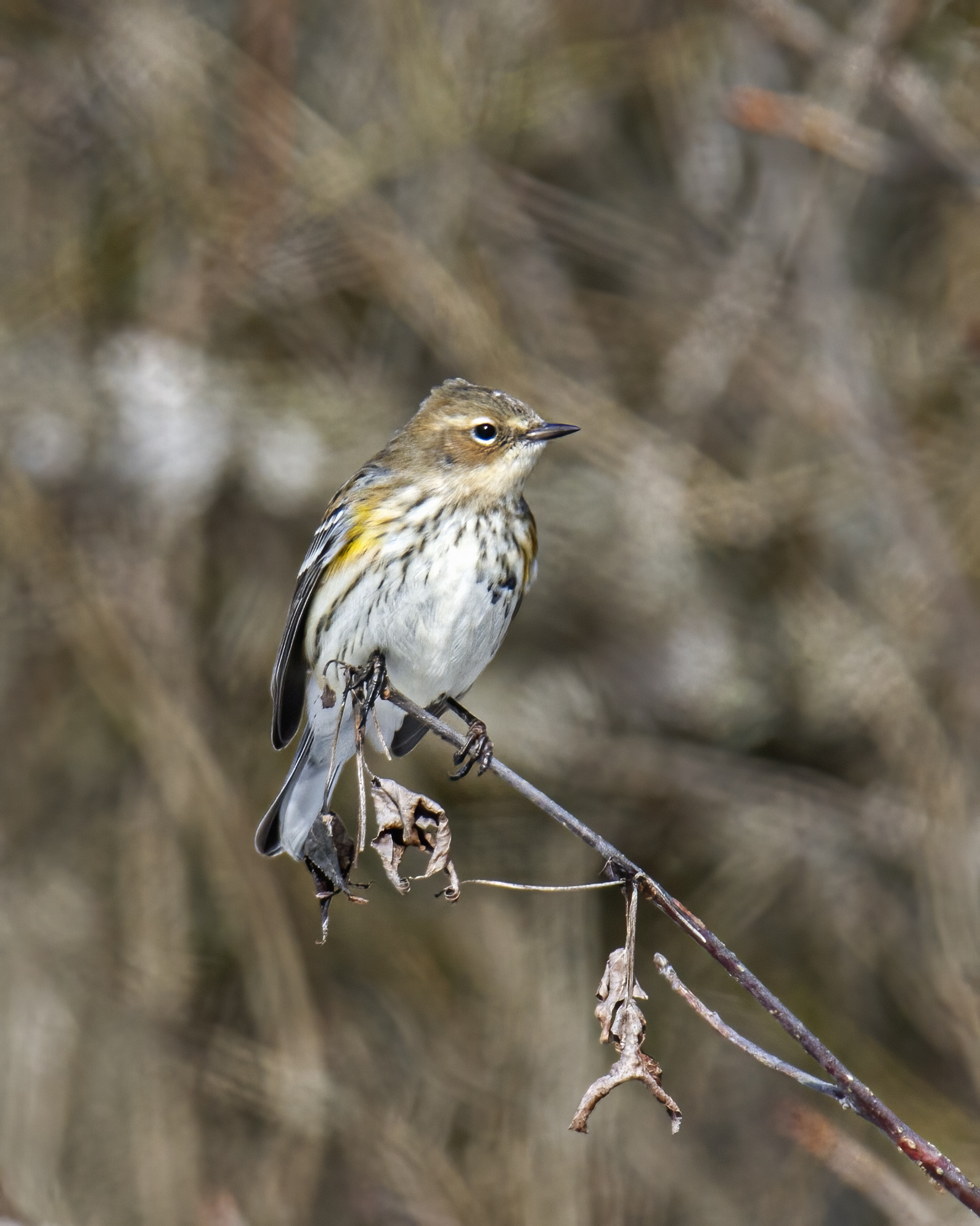 Yellow-rumped Warbler