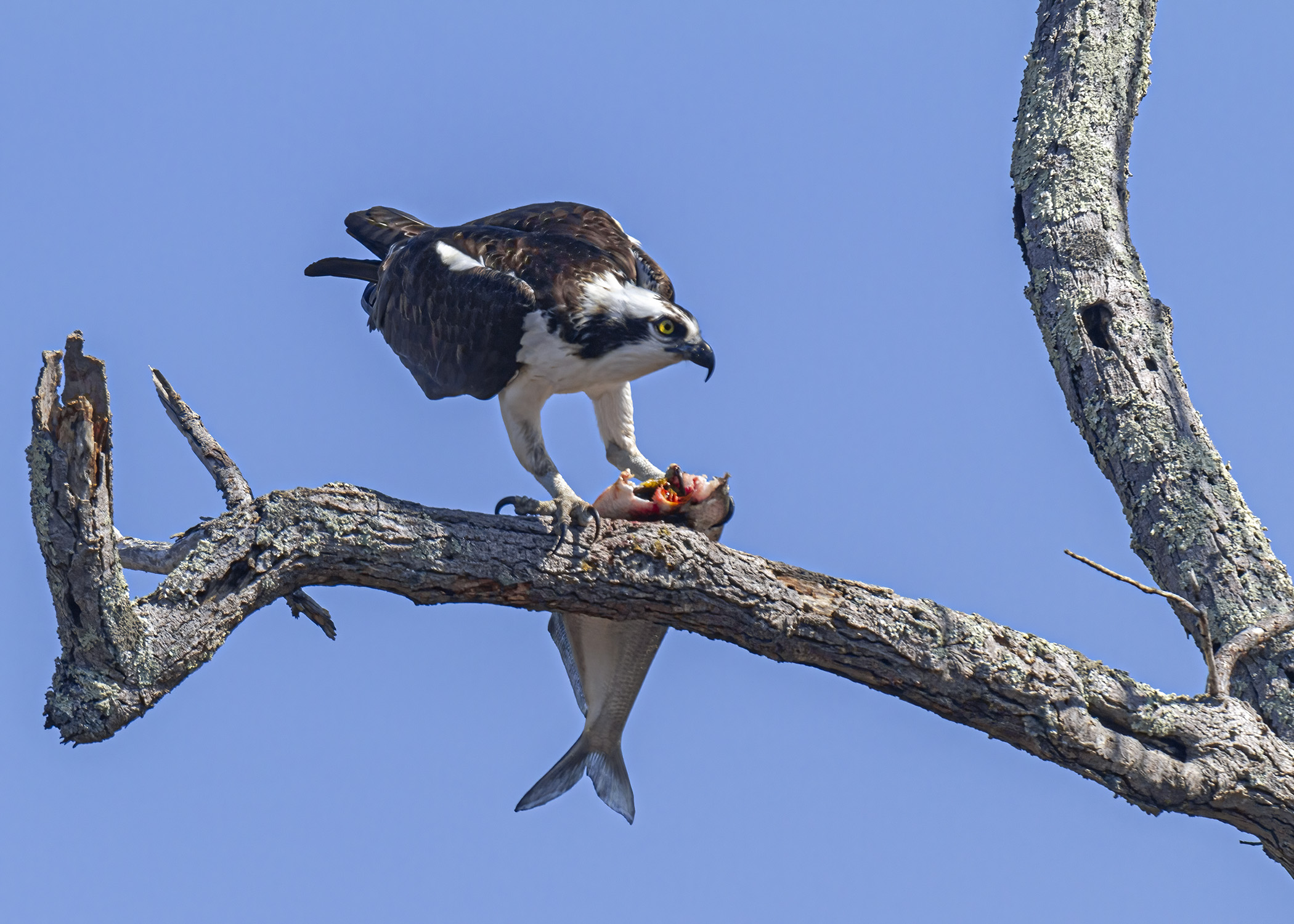 Osprey