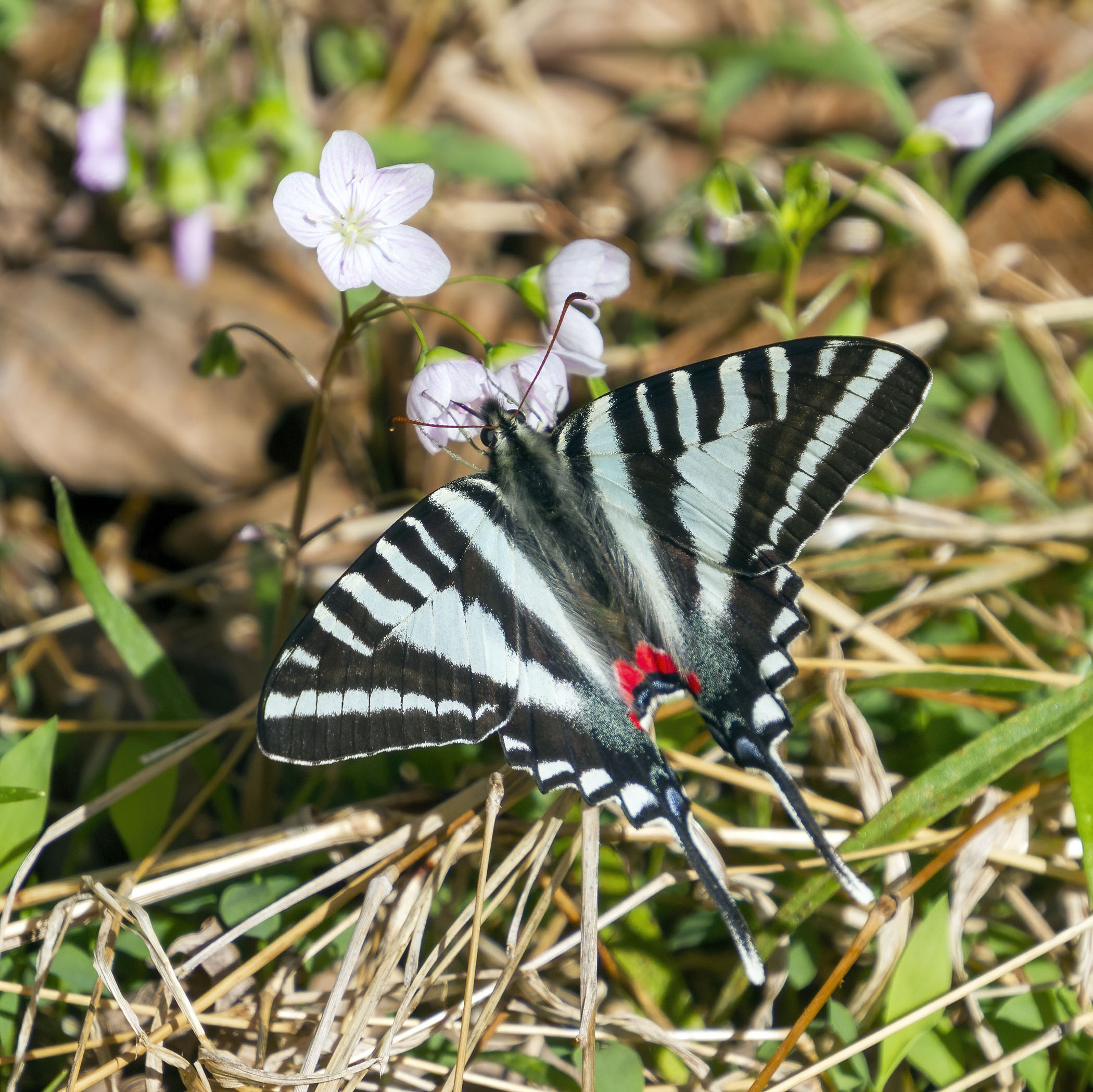 Zebra Swallowtail
