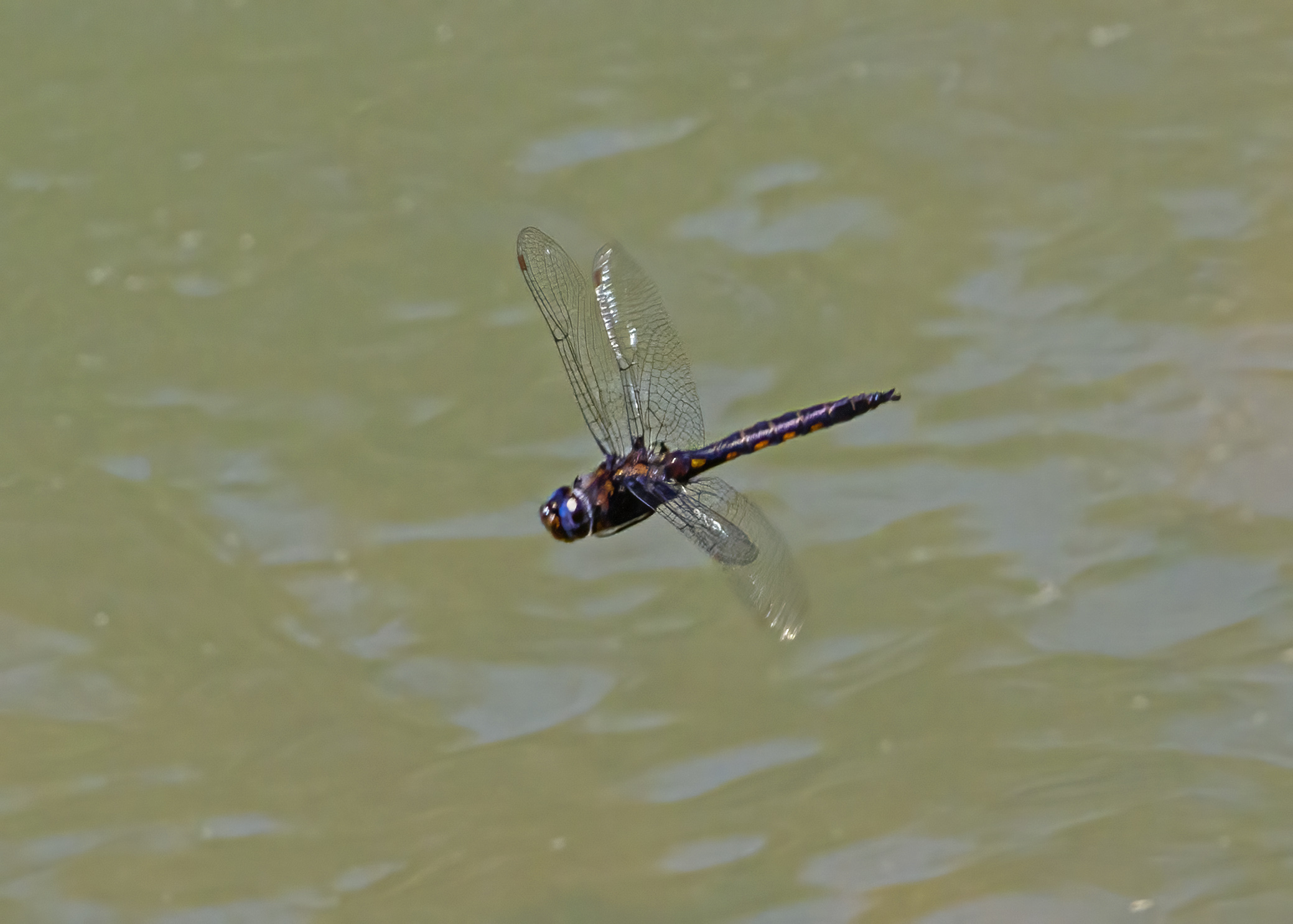 Common Baskettail