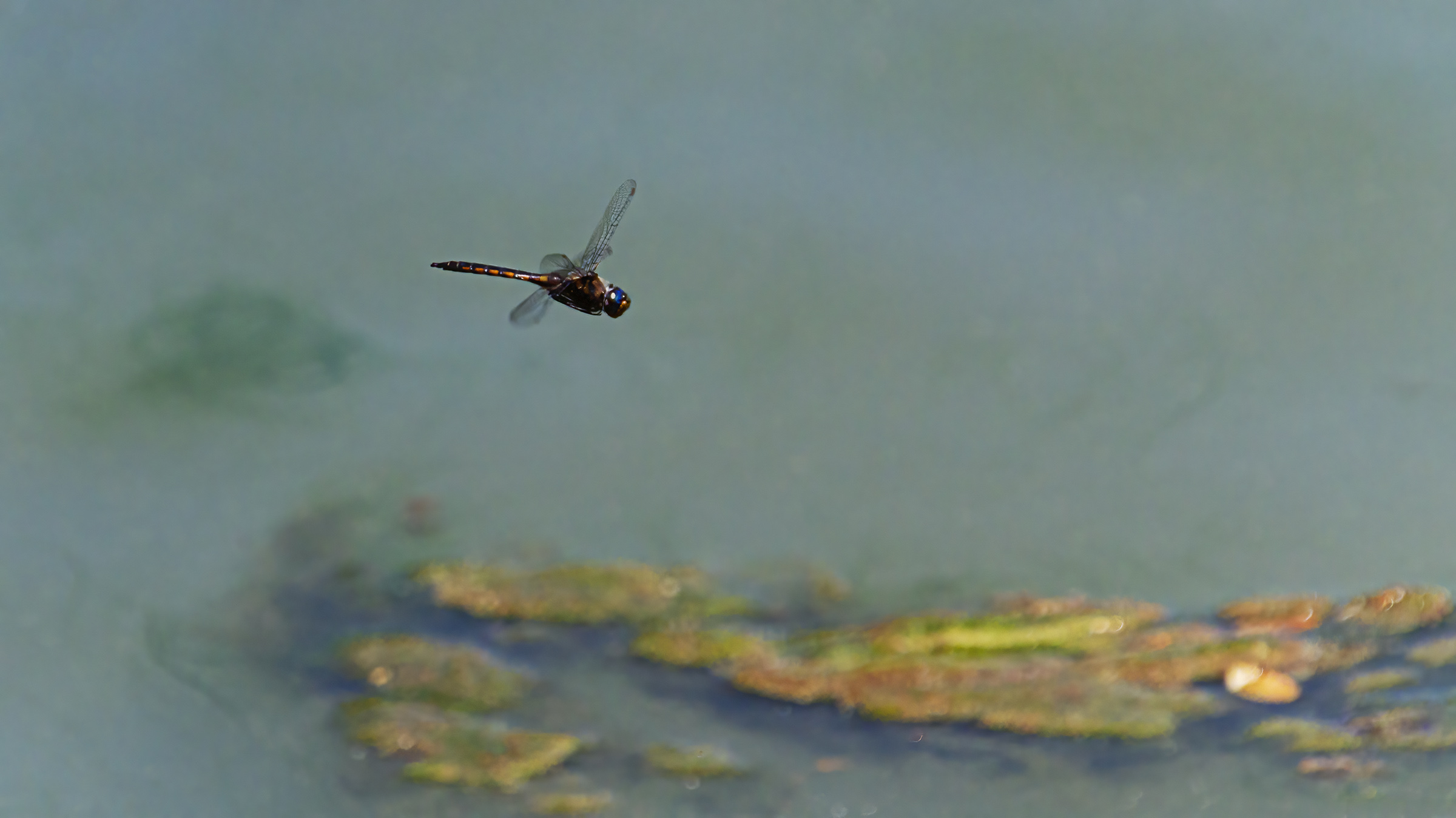Common Baskettail