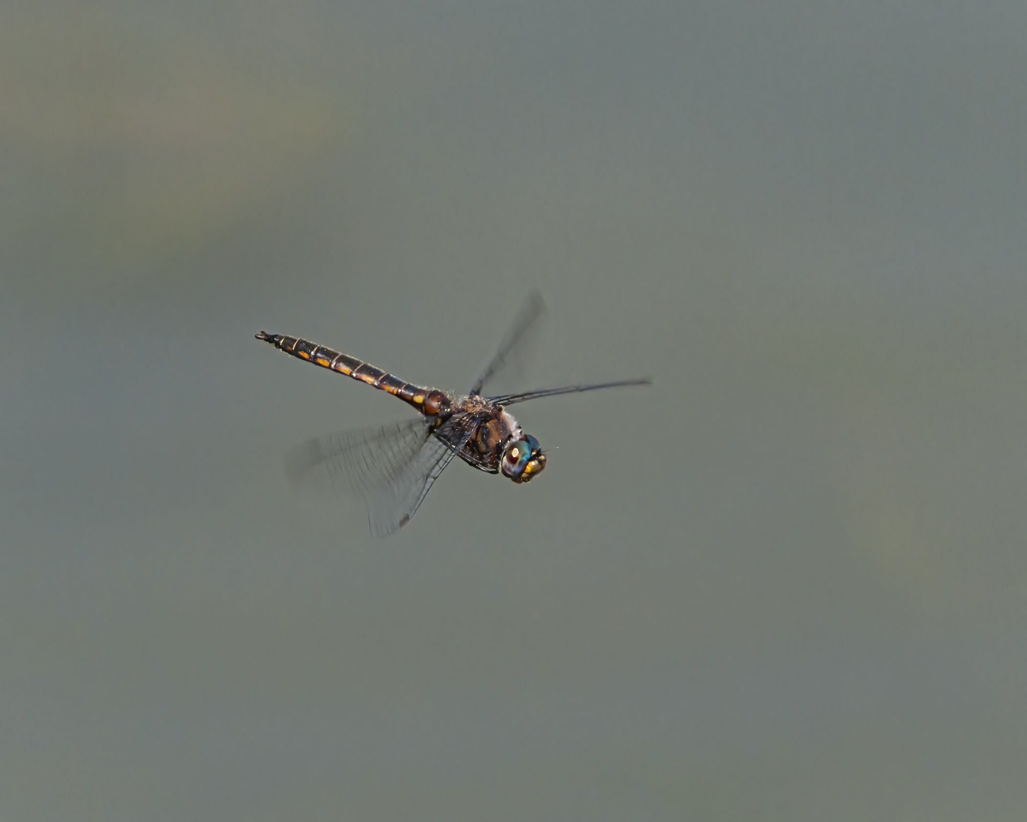Common Baskettail