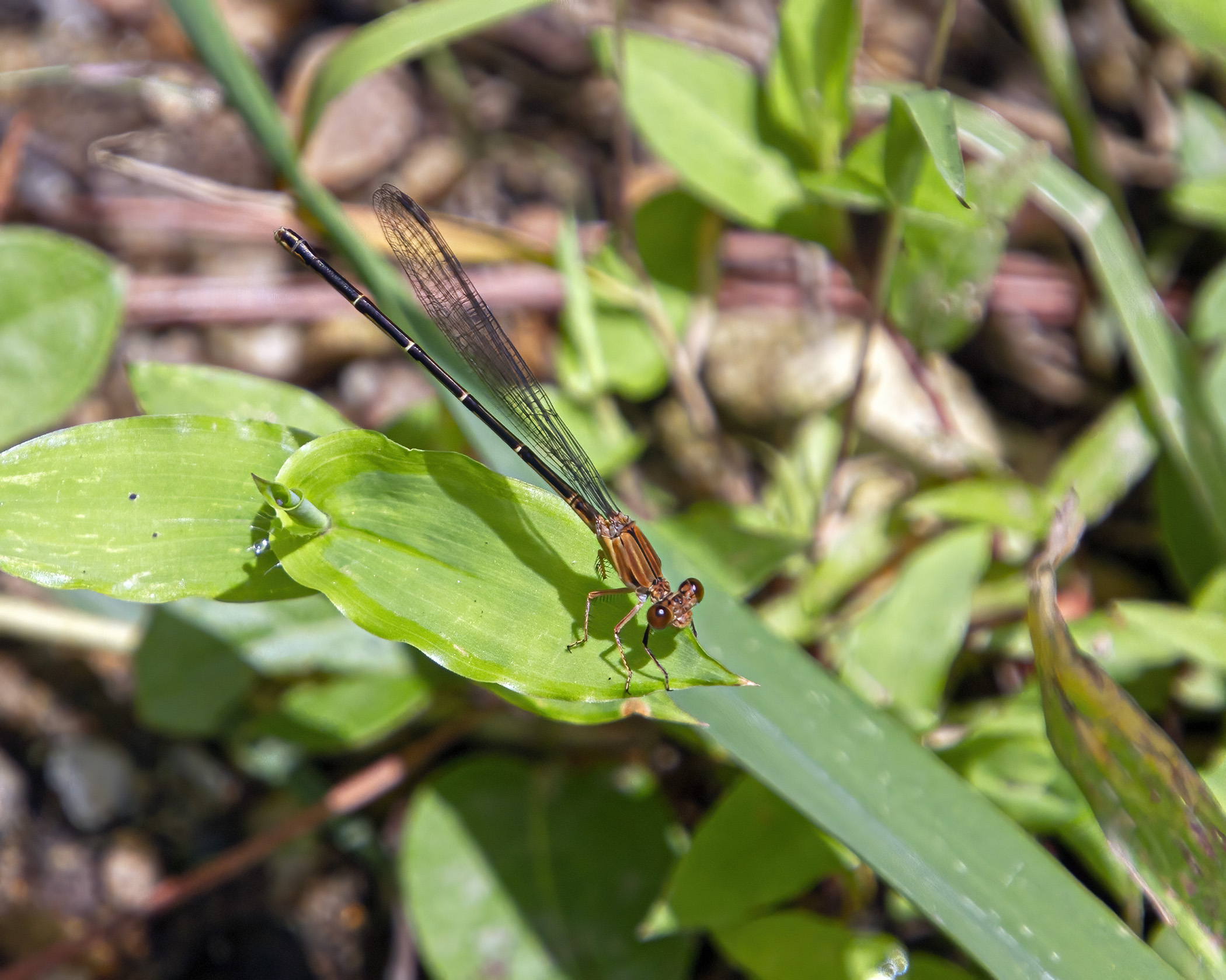 Blue-fronted Dancer