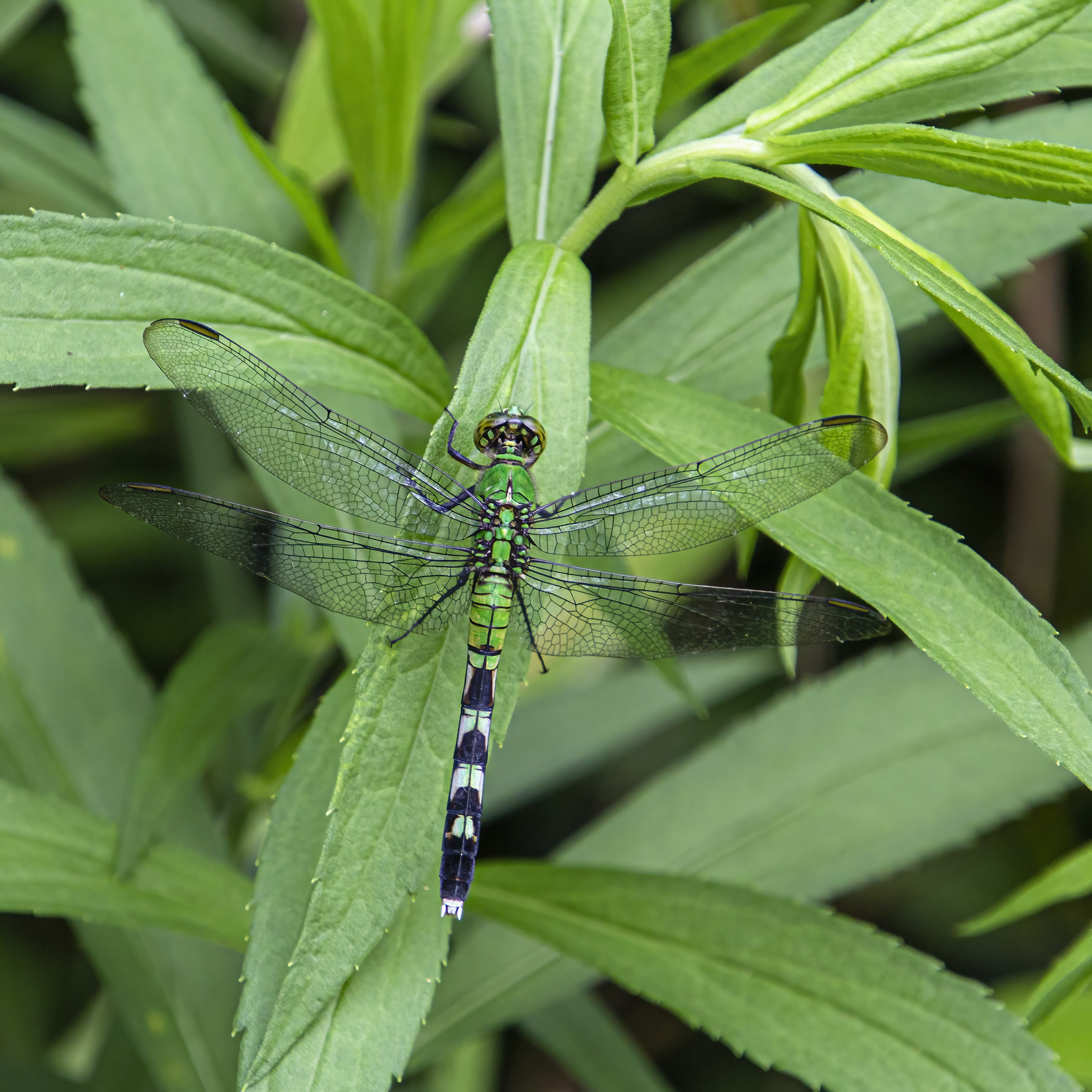 Eastern Pondhawk