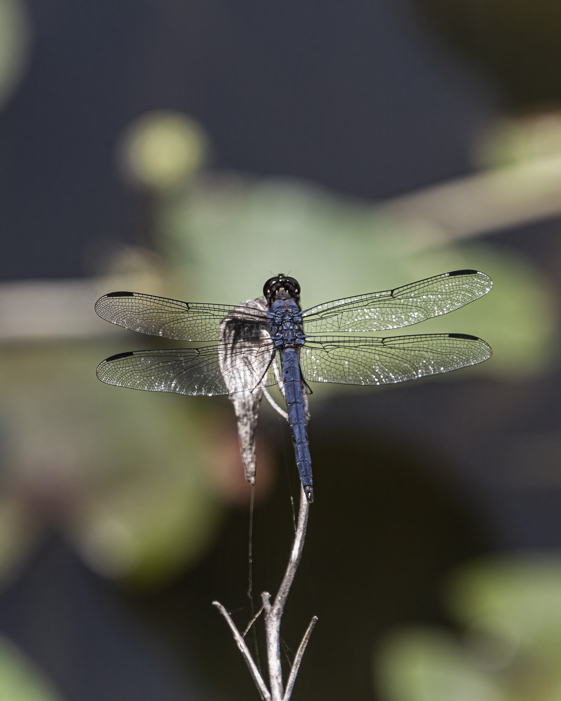 Slaty Skimmer