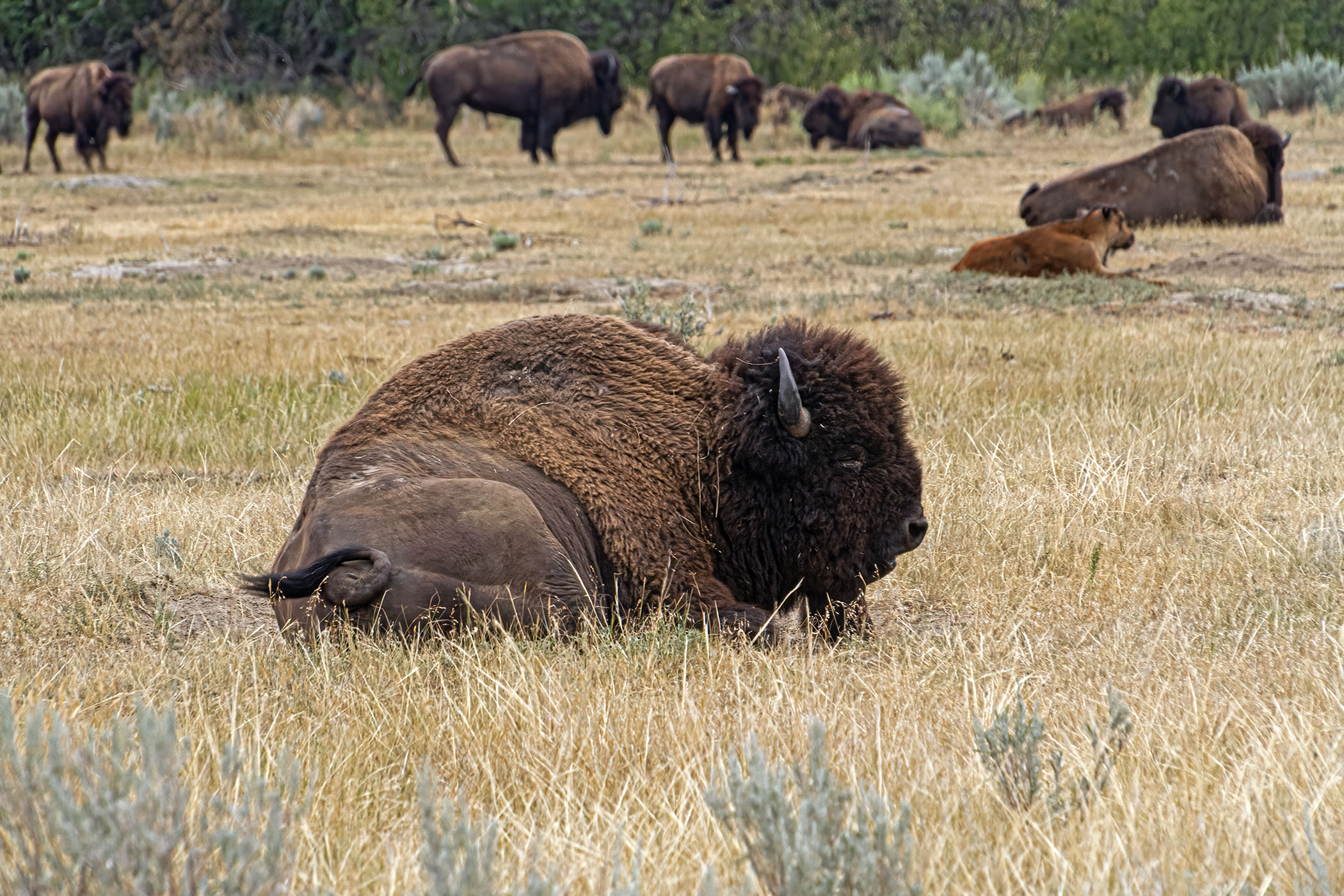 buffalo