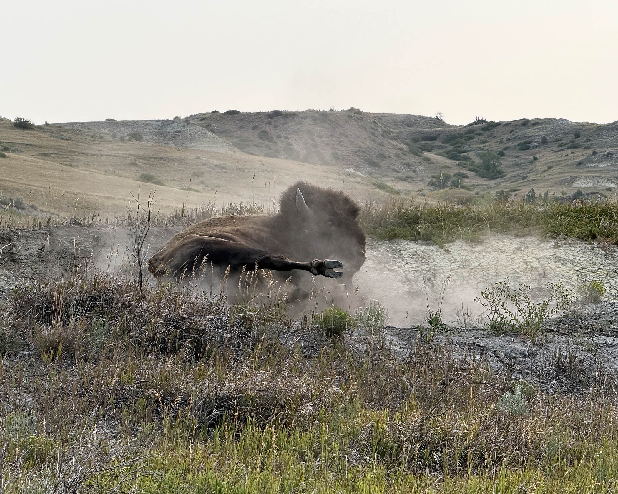 buffalo