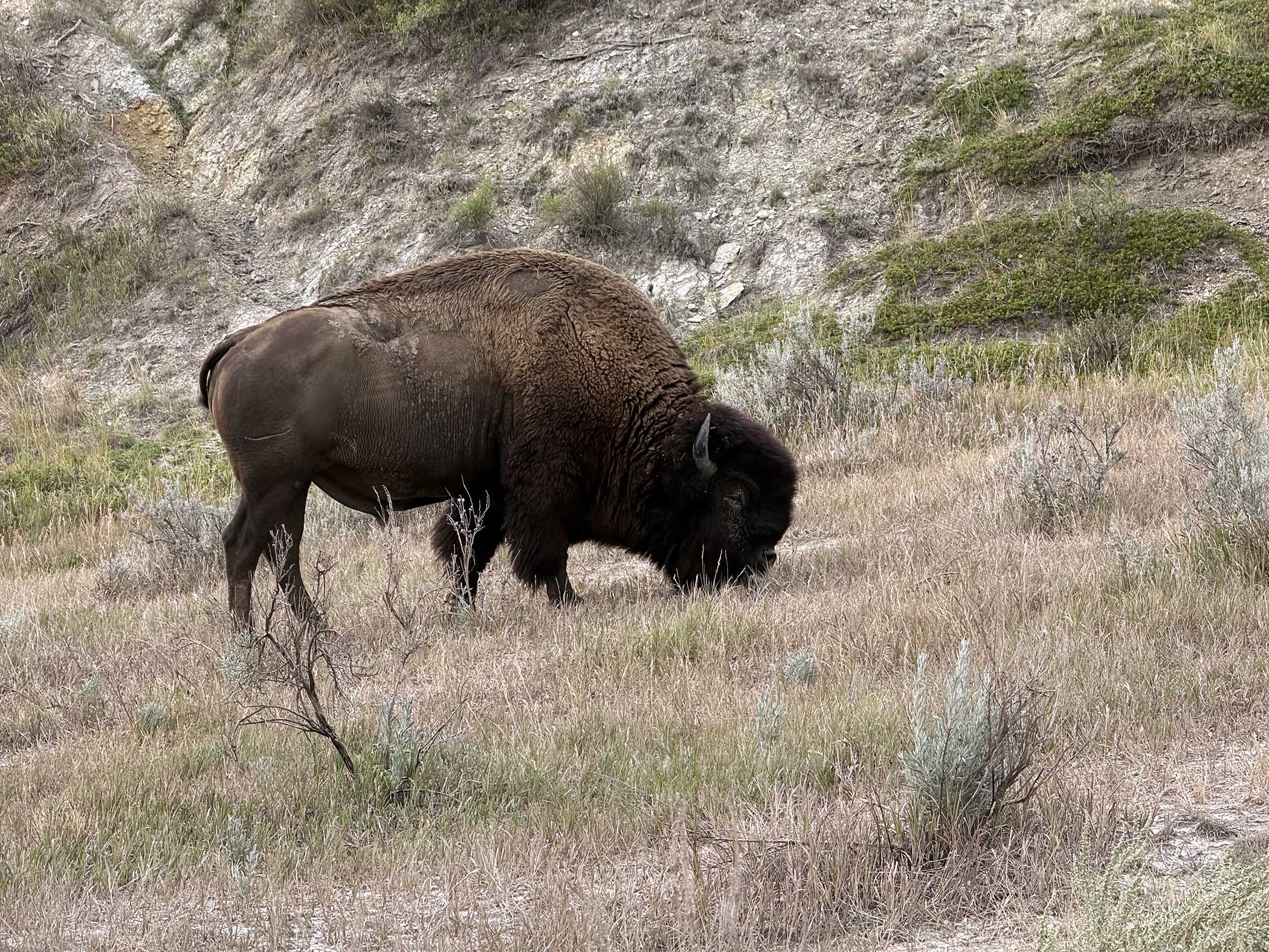 buffalo