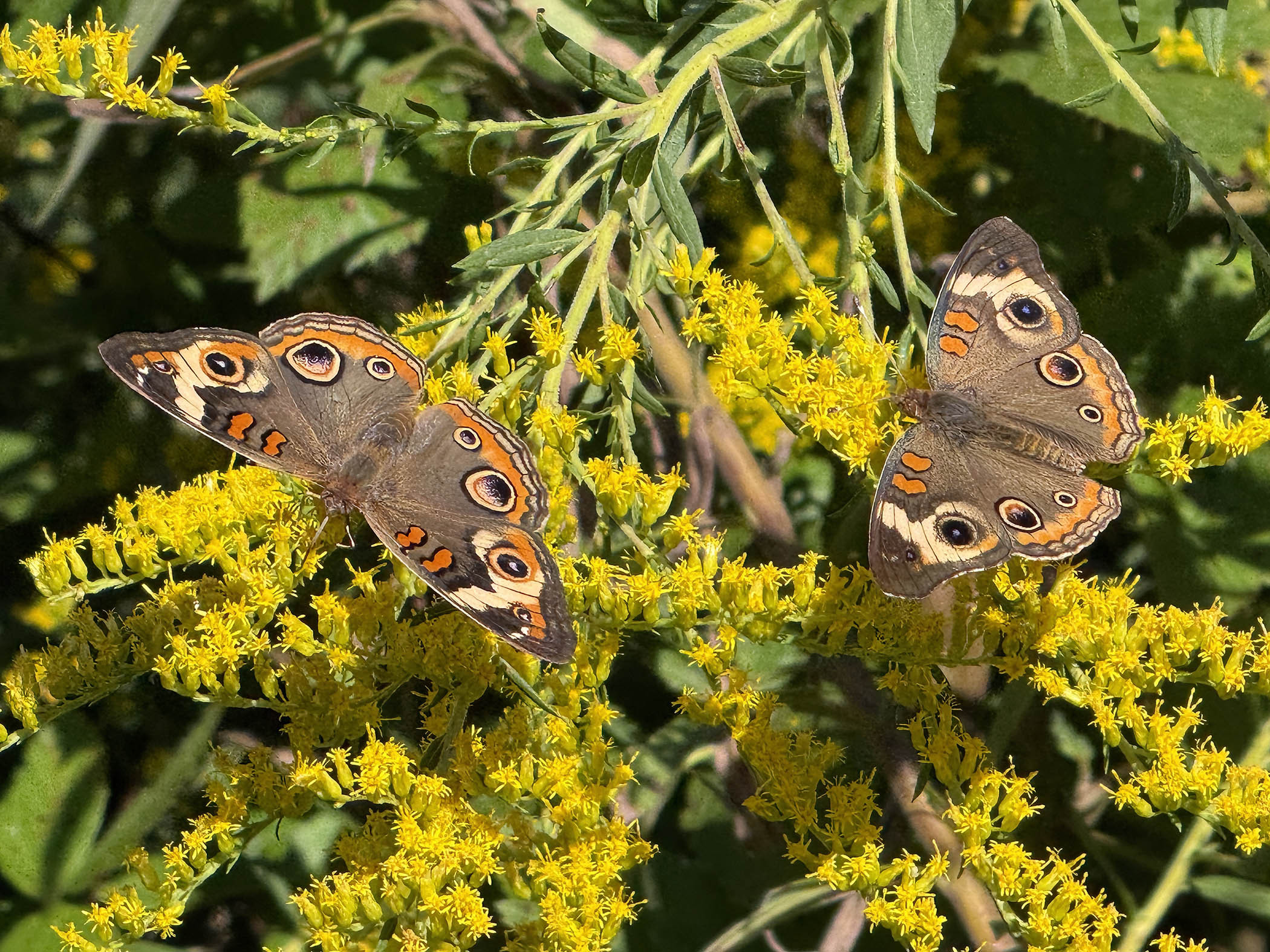 Common Buckeye