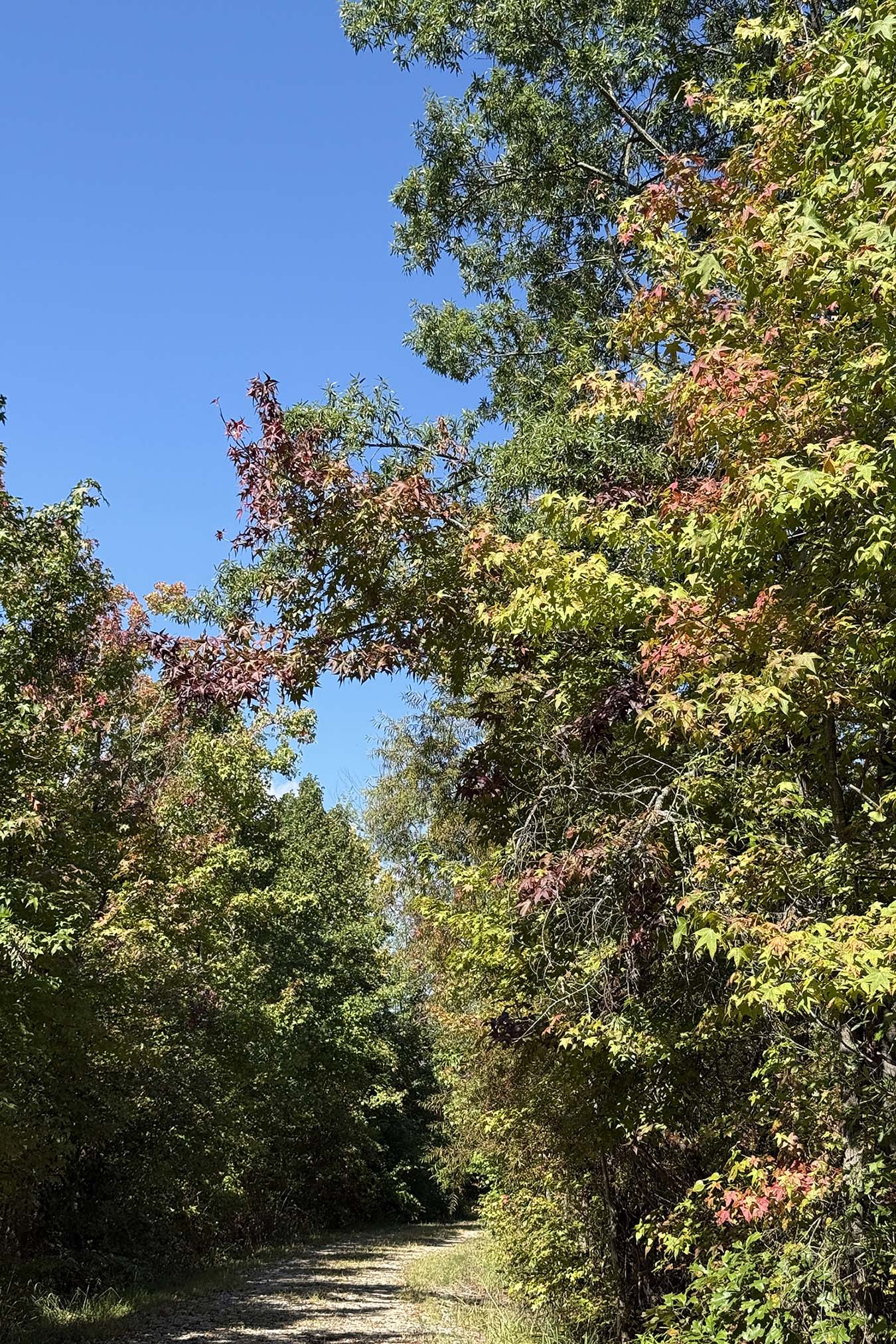 autumn