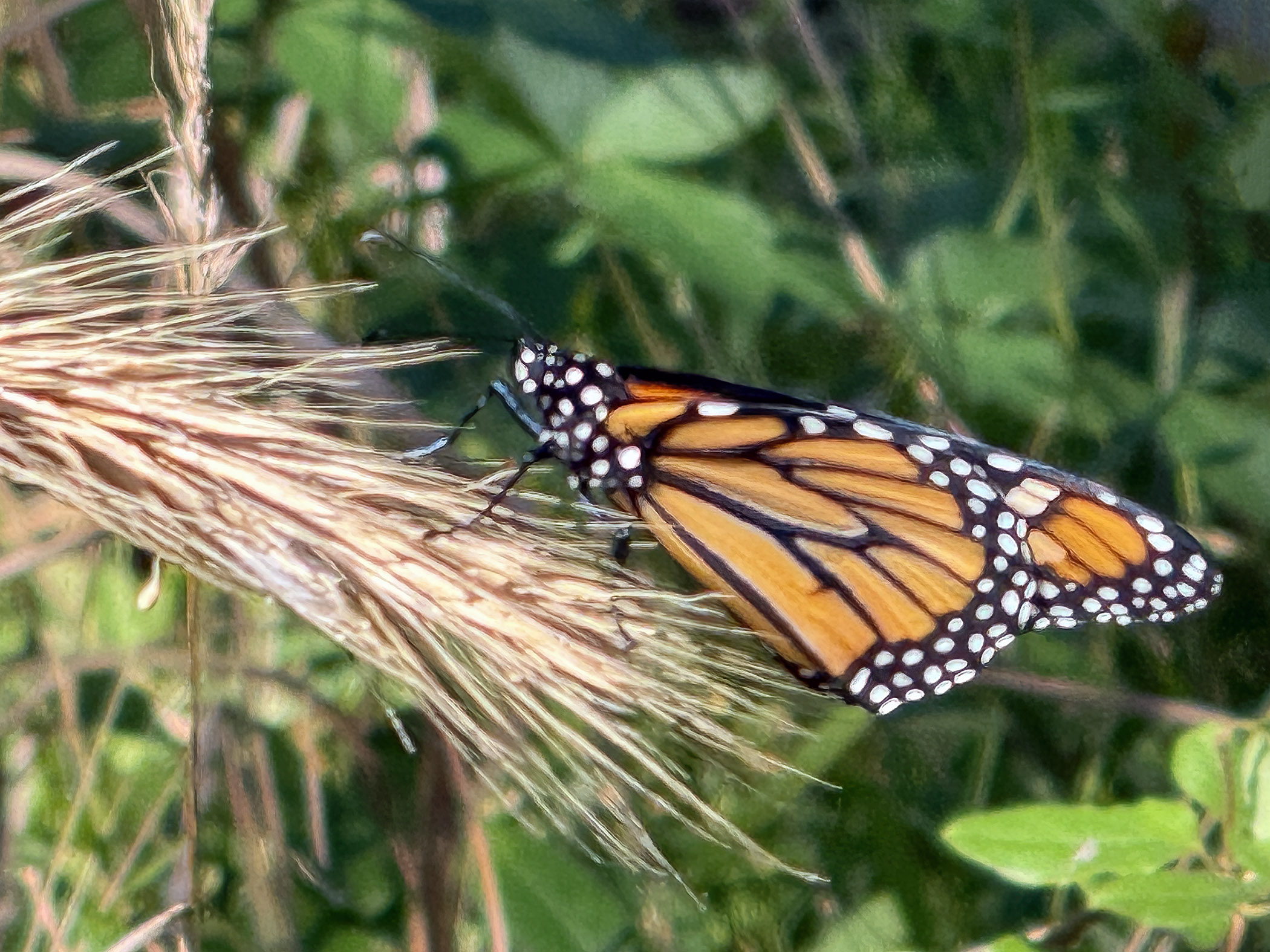 Monarch butterfly